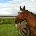 One of our horses, Campino, in his paddock